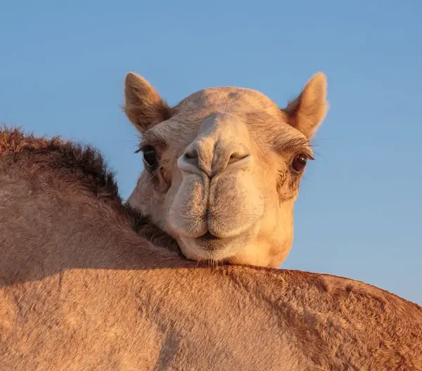 THE BEST CAMEL EXPERIENCES IN UAE